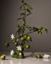 Homecourt Candle Candle Dim Gray Cece,Neroli Leaf,Steeped Rose,Mandarin Basile,Cipres Mint,Cocomoi,Balsam Fireplace