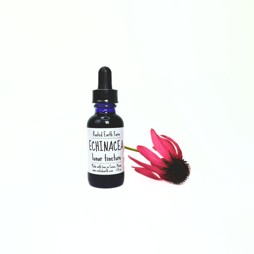 Rooted Earth Farm + Apothecary Echinacea Tincture Tinctures + Capsules Ghost White 1 oz