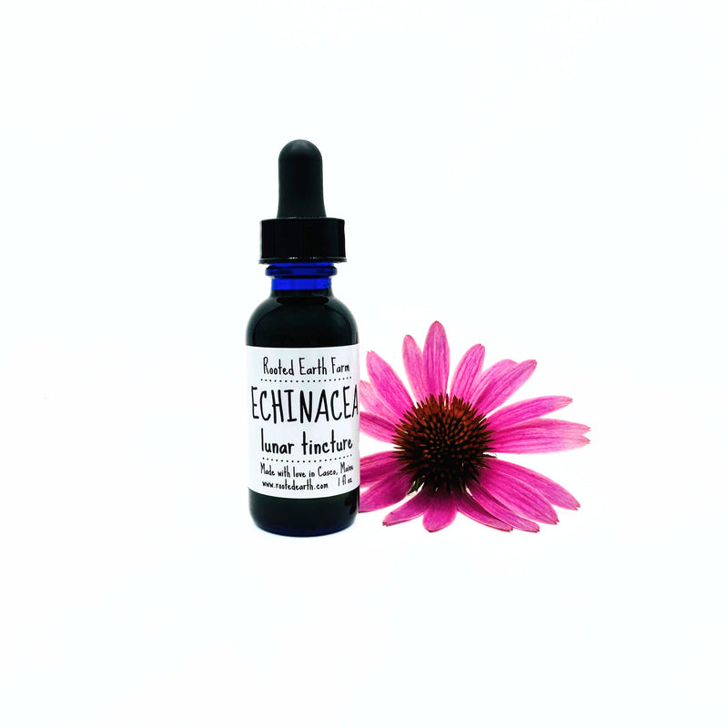 Rooted Earth Farm + Apothecary Echinacea Tincture Tinctures + Capsules White Smoke 1 oz,2 oz