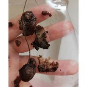 Belle's Secrets Yoni Pearls Rosy Brown
