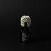 Musgo Musgo Real Beard Oil Black Edition 1 fl Oz Beard Oil Black