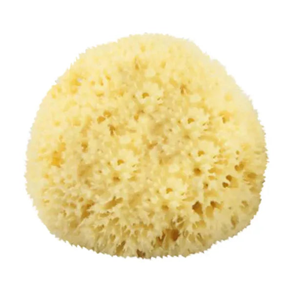 The Sponge Company The Sponge Company - Natural Bathing Sea Sponge #3 Large [202-03] Bathing Sea Sponge Light Goldenrod
