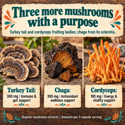 Hippie Farms Premium Immunity, Gut Health, and Brain Cognition Formula - 5 Mushrooms Reserve Blend Vitamins & Supplements Bisque