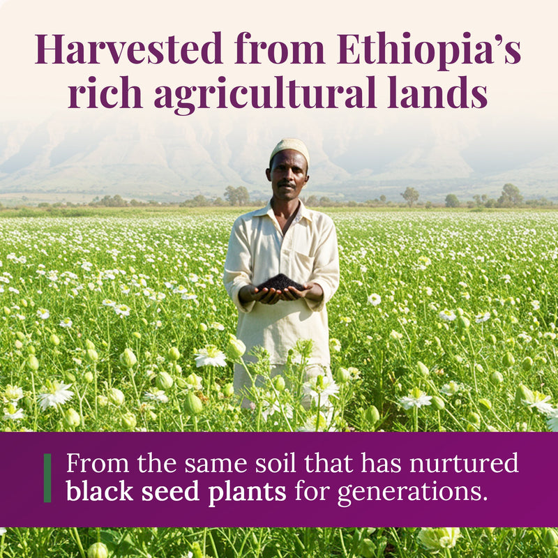 Bionatal Ethiopian Black Seed Oil 5oz (GLASS) Black Seed Oil Misty Rose