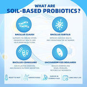 Nature Target SBO Probiotics with Prebiotic Fiber, 60B CFUs, 90 Vegan Caps Probiotic Alice Blue