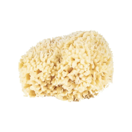 The Sponge Company The Sponge Company Natural Bathing Sea Sponge #5 Super [202-05] Bath Sponge Wheat