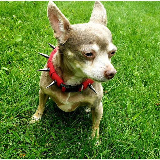 CoyoteVest CoyoteCollar Collar Olive Drab Small / Black,Small / Red,Small / Pink,Small / Blue,Small / Brown,Small / Orange,Small / Multicolor,Small / Halloween,Medium / Black,Medium / Red,Medium / Pink,Medium / Blue,Medium / Brown,Medium / Orange,Medium / Multicolor,Large / Black,Large / Red,Larg