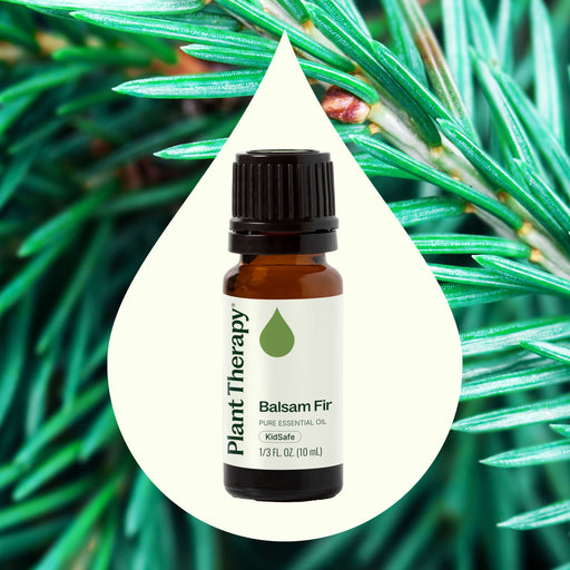 Plant Therapy Balsam Fir Essential Oil Essential Oil Dark Slate Gray 10 mL,30 mL