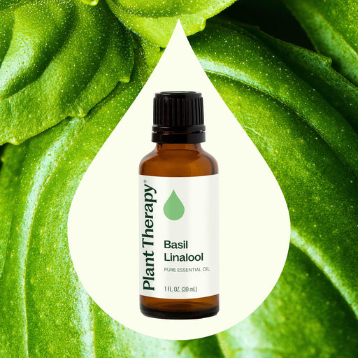 Plant Therapy Basil Linalool Essential Oil Essential Oil Seashell 10 mL