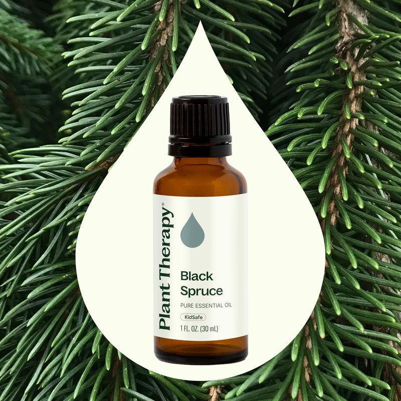 Plant Therapy Black Spruce Essential Oil Essential Oil Seashell 10 mL,30 mL