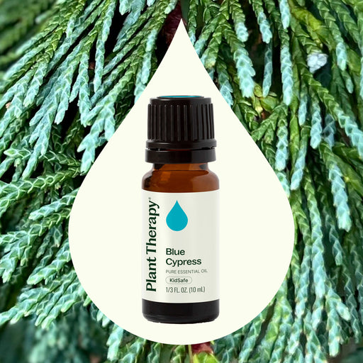 Plant Therapy Blue Cypress Essential Oil Essential Oil Seashell 10 mL