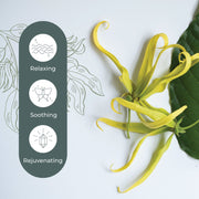 Plant Therapy Cananga Essential Oil Essential Oil Light Gray 10 mL