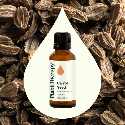 Plant Therapy Carrot Seed Essential Oil Essential Oil Seashell 10 mL,30 mL