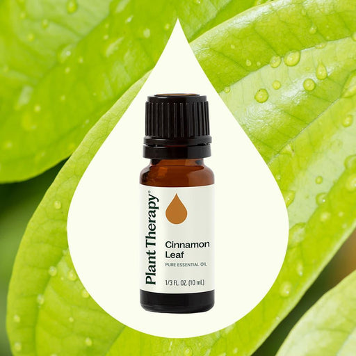 Plant Therapy Cinnamon Leaf Essential Oil Essential Oil Seashell 10 mL,30 mL