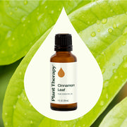 Plant Therapy Cinnamon Leaf Essential Oil Essential Oil Seashell 10 mL,30 mL