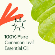 Plant Therapy Cinnamon Leaf Essential Oil Essential Oil Seashell 10 mL,30 mL