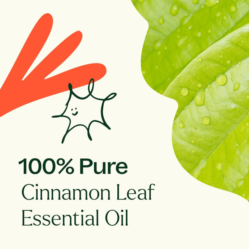 Plant Therapy Cinnamon Leaf Essential Oil Essential Oil Seashell 10 mL,30 mL