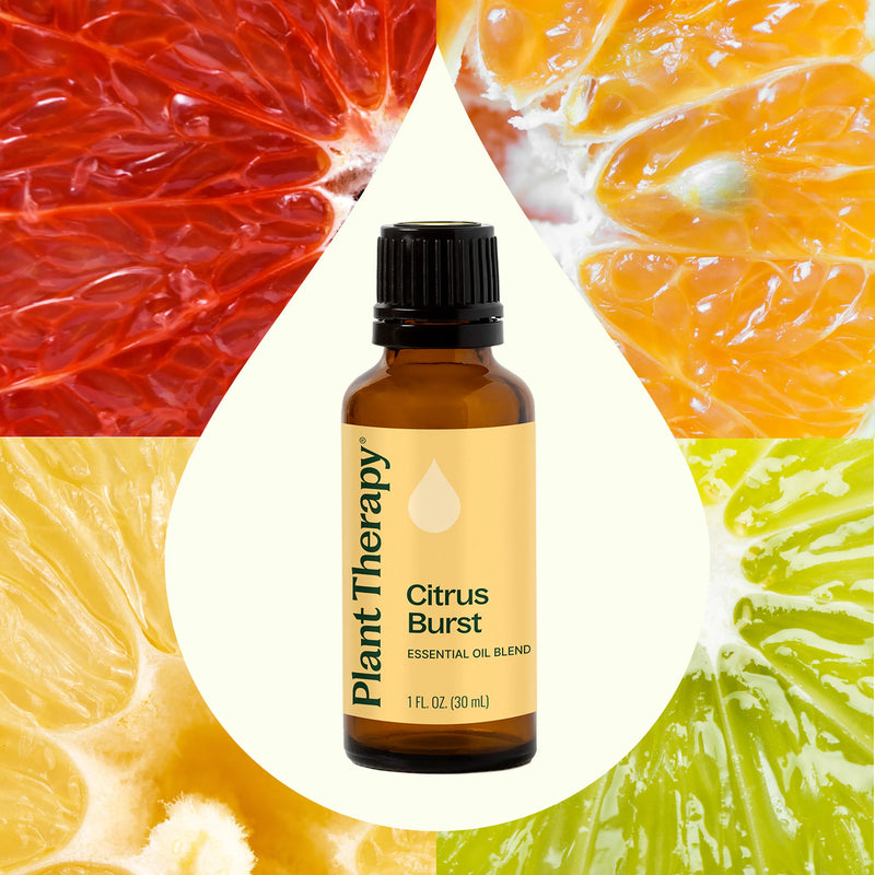 Plant Therapy Citrus Burst Essential Oil Blend Essential Oil Seashell 10 mL,30 mL