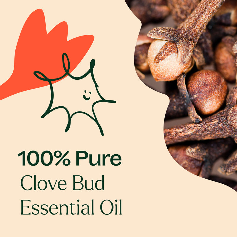 Plant Therapy Clove Bud Essential Oil Essential Oil Bisque 10 mL,30 mL,100 mL