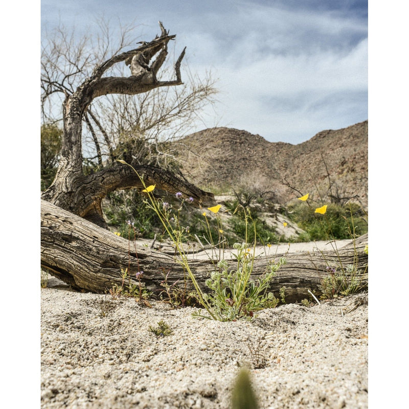 Juniper Ridge Desert Cedar Essential Oil Candle Candles Gray
