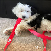 Warren London Fabric Dog Leash - Red Leashes, Collars & Accessories Black