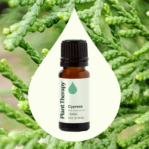 Plant Therapy Cypress Essential Oil Essential Oil Seashell 10 mL,30 mL
