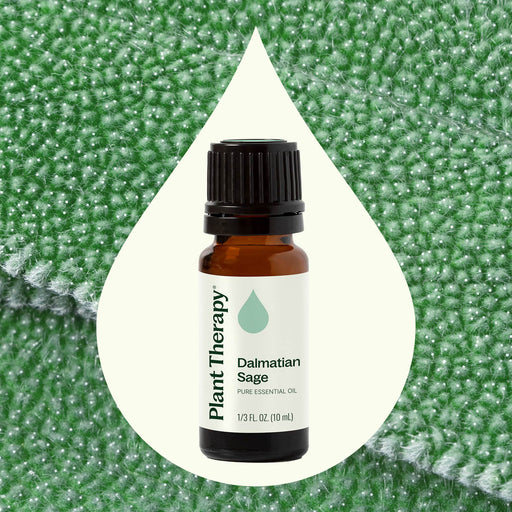 Plant Therapy Dalmatian Sage Essential Oil Essential Oil Seashell 10 mL