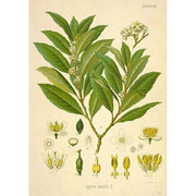 Heliotrope San Francisco Essential Oil Blend Nostalgic (Bay Laurel Sandalwood) Essential Oil Olive Drab