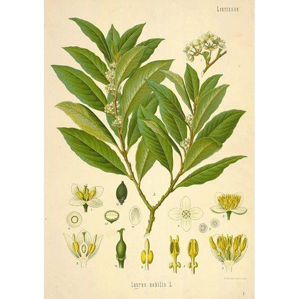 Heliotrope San Francisco Essential Oil Blend Nostalgic (Bay Laurel Sandalwood) Essential Oil Olive Drab