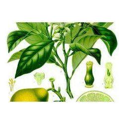 Heliotrope San Francisco Essential Oil Blend Encouraging (Verbena Lemon) Essential Oil Beige
