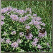 Heliotrope San Francisco Essential Oil - Bergamot Essential Oil Dark Olive Green