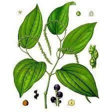 Heliotrope San Francisco Essential Oil Blend Stimulating (Black Pepper Cardamom Bay Laurel) Essential Oil White Smoke