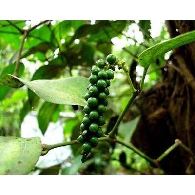 Heliotrope San Francisco Essential Oil - Black Pepper Essential Oil Black