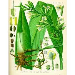 Heliotrope San Francisco Essential Oil - Cardamom Essential Oil Wheat