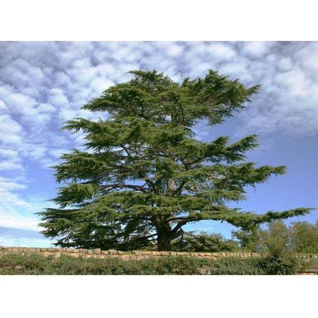Heliotrope San Francisco Essential Oil - Cedar Essential Oil Dark Olive Green