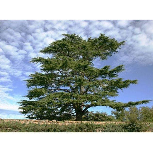 Heliotrope San Francisco Essential Oil - Cedar Essential Oil Dark Olive Green