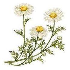 Heliotrope San Francisco Essential Oil Blend Calming (Chamomile Bergamot) Essential Oil Beige
