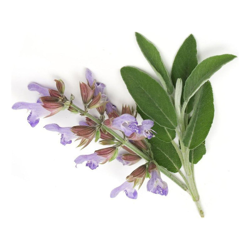 Heliotrope San Francisco Essential Oil - Clary Sage Essential Oil Light Gray