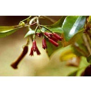 Heliotrope San Francisco Essential Oil - Clove Essential Oil Olive Drab