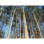 Heliotrope San Francisco Essential Oil - Eucalyptus Essential Oil Dark Slate Gray