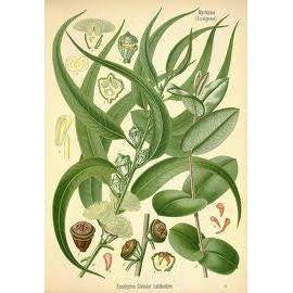Heliotrope San Francisco Essential Oil Blend Relieving (Eucalyptus Rosemary) Essential Oil Wheat