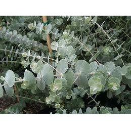 Heliotrope San Francisco Essential Oil - Eucalyptus Essential Oil Dark Slate Gray