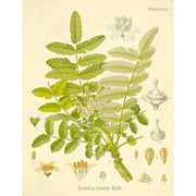 Heliotrope San Francisco Essential Oil Blend Centering (Frankincense Moss) Essential Oil Antique White