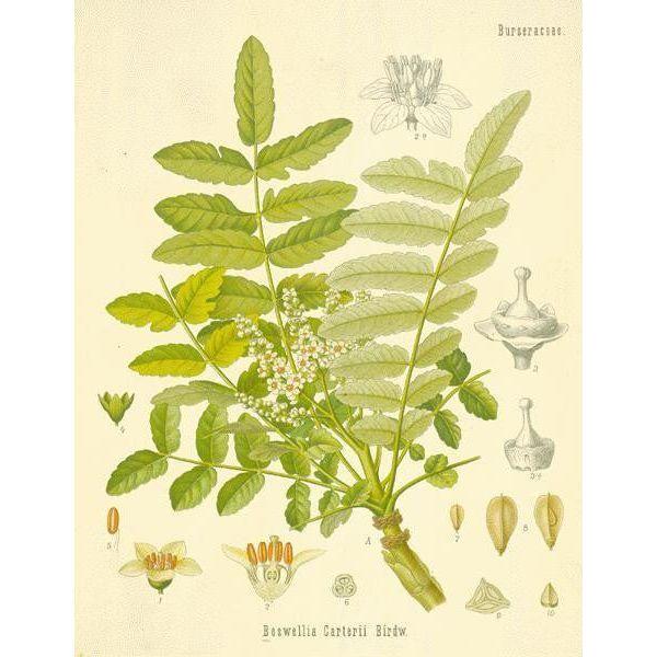 Heliotrope San Francisco Essential Oil Blend Centering (Frankincense Moss) Essential Oil Antique White