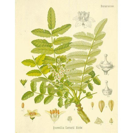 Heliotrope San Francisco Essential Oil Blend Centering (Frankincense Moss) Essential Oil Antique White
