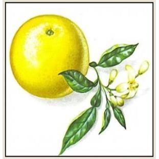 Heliotrope San Francisco Essential Oil Blend Detoxifying (Grapefruit Geranium) Essential Oil Dark Olive Green