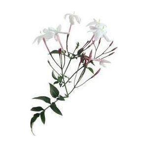 Heliotrope San Francisco Essential Oil Blend Euphoric (Jasmine Mimosa) Essential Oil Dark Slate Gray