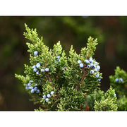 Heliotrope San Francisco Essential Oil - Juniper Essential Oil Dark Slate Gray