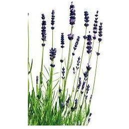 Heliotrope San Francisco Essential Oil - Lavender Essential Oil Dark Slate Gray