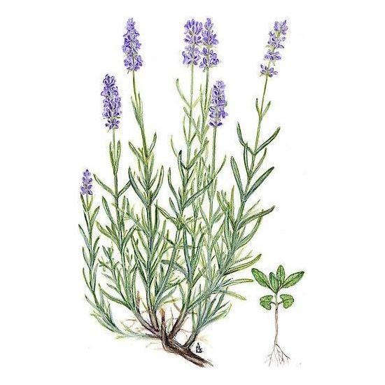 Heliotrope San Francisco Essential Oil Blend Balancing (Rose Geranium Lavender) Essential Oil Antique White